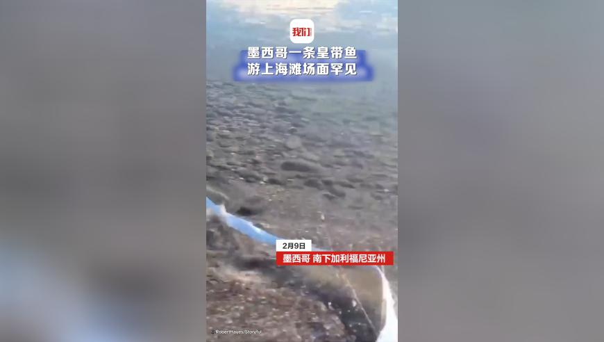 澳门一肖一码一特一中2025年,专家回应灭蚊神曲能灭蚊,决策资料解释落实_完整版V4.24